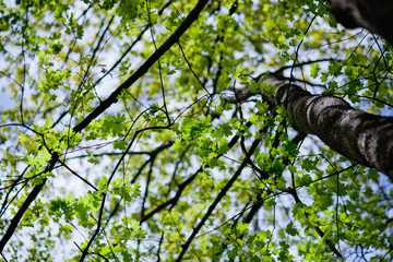 Fototapeta premium tree with green leaves
