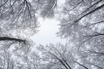 Winter forest, view from below. Leafless winter trees with snow on branches