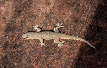 Lizard ; Figure photo of a lizard / Hemidactylus frenatus