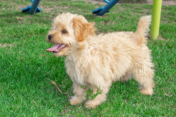 Goldendoodle puppy dog ​​walks outdoors on a green lawn 