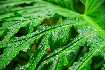 Beautiful exotic plants from jungle. Green leaves. Tropical wallpaper.