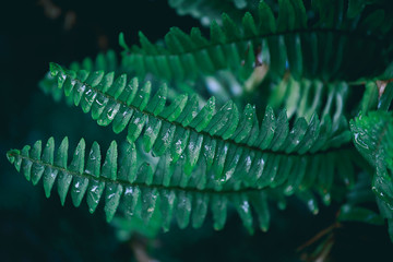 Fern leaves during the rainy season