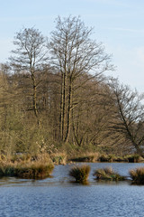 Fototapeta na wymiar Roterlen am Seeufer im Naturschutzgebiet Schwalm-Nette
