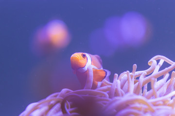 ocellaris clownfish, clown anemonefish, clownfish, false percula clownfish