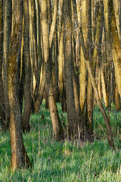 Bruchwald mit Schwarzerle (Alnus glutinosa), Naturschutzgebiet Schwalm-Nette, Nettetal, NRW, Deutschland, Europa / Roterle