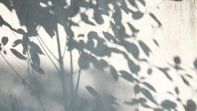 Leaves  shadow on the wall, Chiangmai  Thailand
