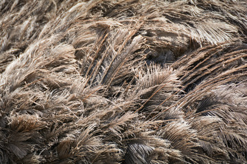 Ostrich feather background / feather of Ostrich or emu bird fur texture background