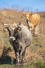 Vache Corse