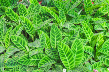 Top view green leaf,calathea zebrina  ( zebra plant )  texture ornamental background in garden