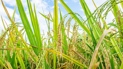 Ripe rice
