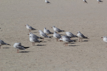 seagulls in the urban environment