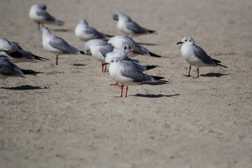 seagulls in the urban environment