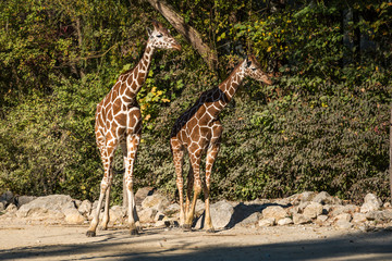 Giraffe - Giraffa camelopardalis