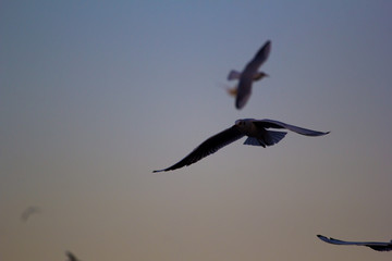 seagulls flying in the sky