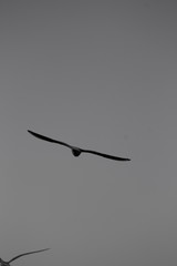 seagulls flying in the sky