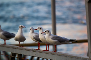 seagulls in the urban environment