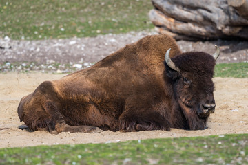 Fototapeta premium Waldbison - Bison bison athabascae