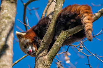 Roter Panda - Ailurus fulgens