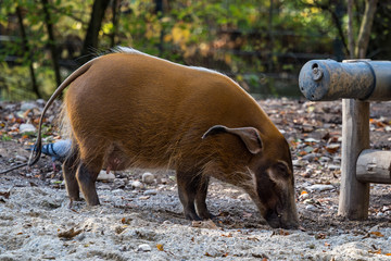 Pinselohrschwein - Potamochoerus porcus