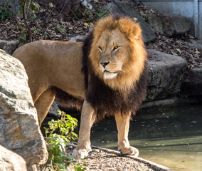 Löwe - Panthera leo