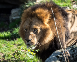 Löwe - Panthera leo