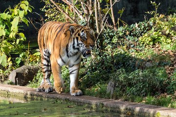 Tiger - Panthera tigris