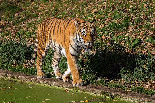 Tiger - Panthera tigris