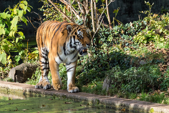 Tiger - Panthera tigris