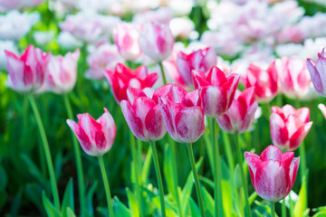 チューリップ咲く昭和記念公園