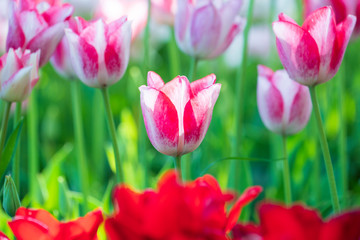 チューリップ咲く昭和記念公園