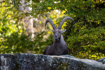 Alpensteinbock - Capra ibex ibex