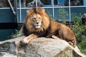 Löwe - Panthera leo