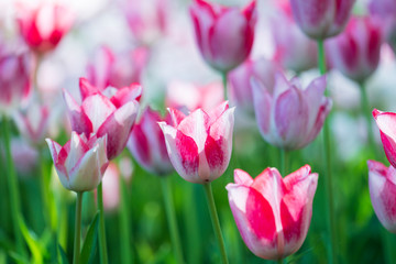 チューリップ咲く昭和記念公園