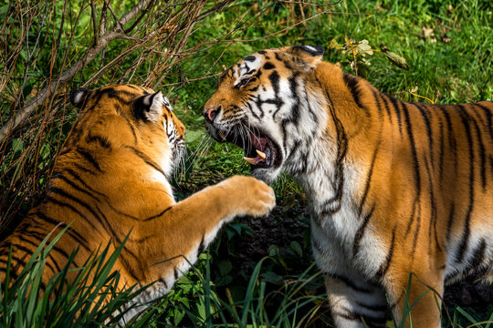 Tiger - Panthera tigris