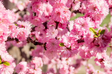 a pink sakura bloom close up texture
