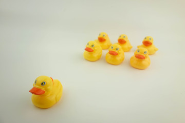 Group of duck. Leadership concept