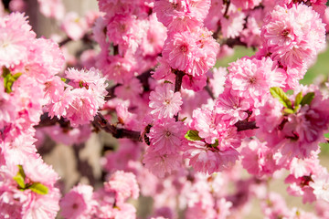 a pink sakura bloom close up texture