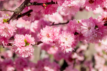 a pink sakura bloom close up texture