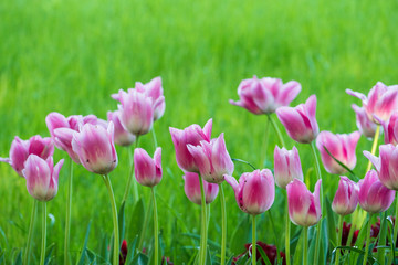 Fototapeta premium チューリップ咲く昭和記念公園