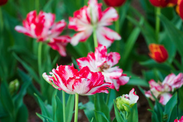 チューリップ咲く昭和記念公園