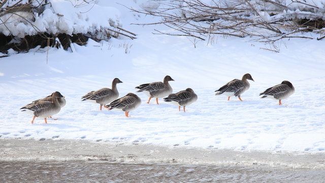 オオヒシクイの群れ（16：9）　Taiga bean goose	