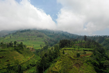 Fototapeta na wymiar agricultural land in mountains fog and clouds, fields with crops, trees. Aerial view farmlands on mountainside Java, Indonesia. tropical landscape