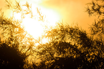  sunset and shodow of bamboo tree