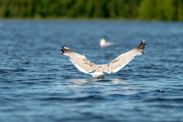 Gulls over the forest lake