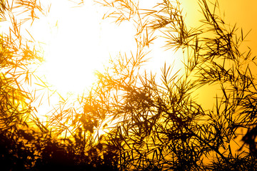  sunset and shodow of bamboo tree