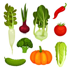 Set of different ripe vegetables. Organic farm products. Natural food. Fresh ingredients for vegetarian dish. Colorful illustrations in flat style isolated on white background.