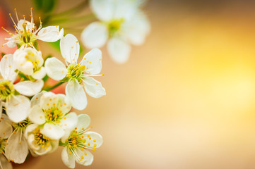 Naklejka na ściany i meble Cherry blossom close up. Young flowers. Blurred background. Tone