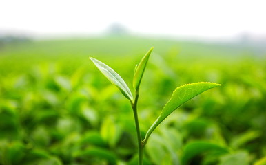 tea leaf in tea plantation on high land Changrai Thailand