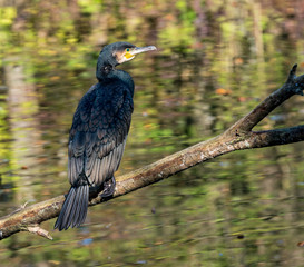 Kormoran - Phalacrocorax carbo