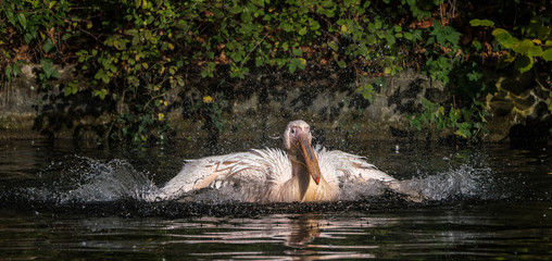 Rosa Pelikan - Pelecanus onocrotalus